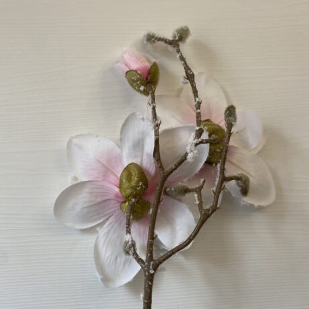 Magnolia innevata bianca - immagine 3