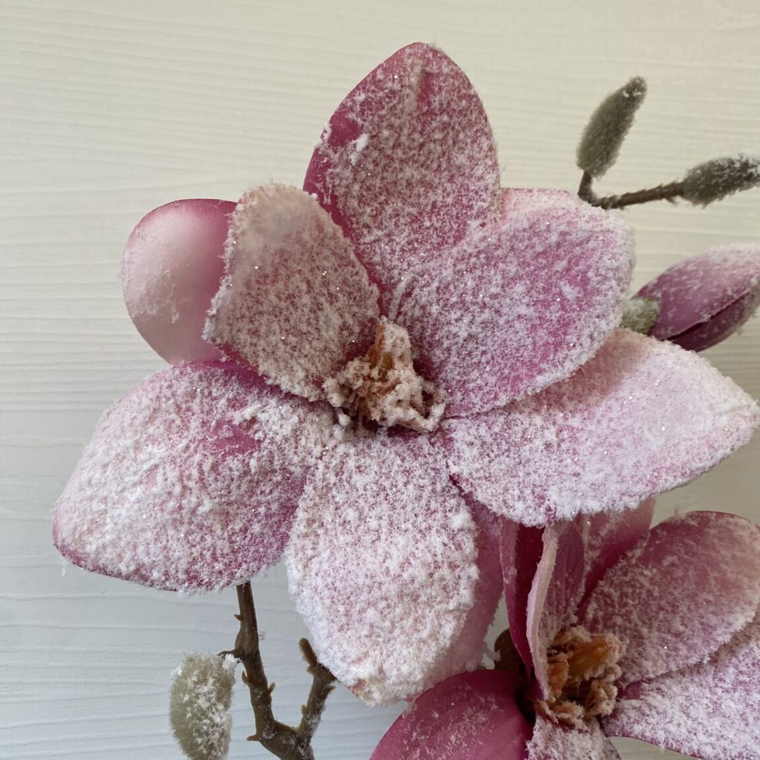 Magnolia innevata fucsia - immagine 2