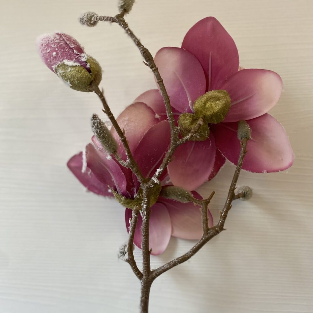 Magnolia innevata fucsia - immagine 3