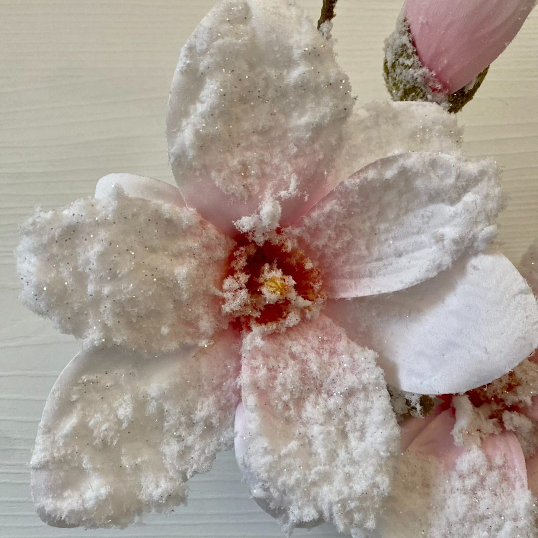 Magnolia innevata bianca - immagine 2
