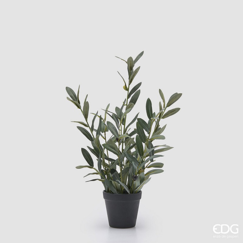 Pianta di Olivo alberello 43 cm - immagine 3