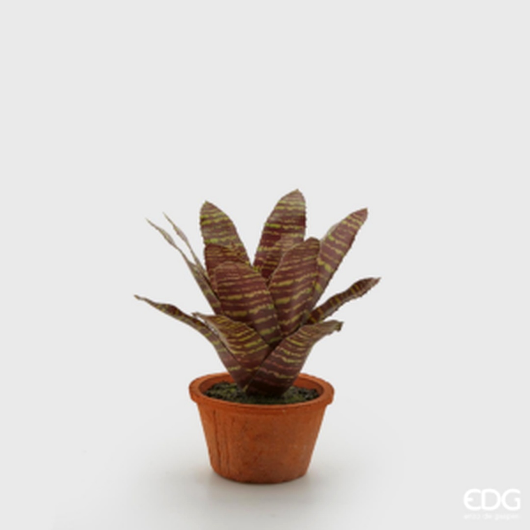 Bromelia screziata in vaso - immagine 2