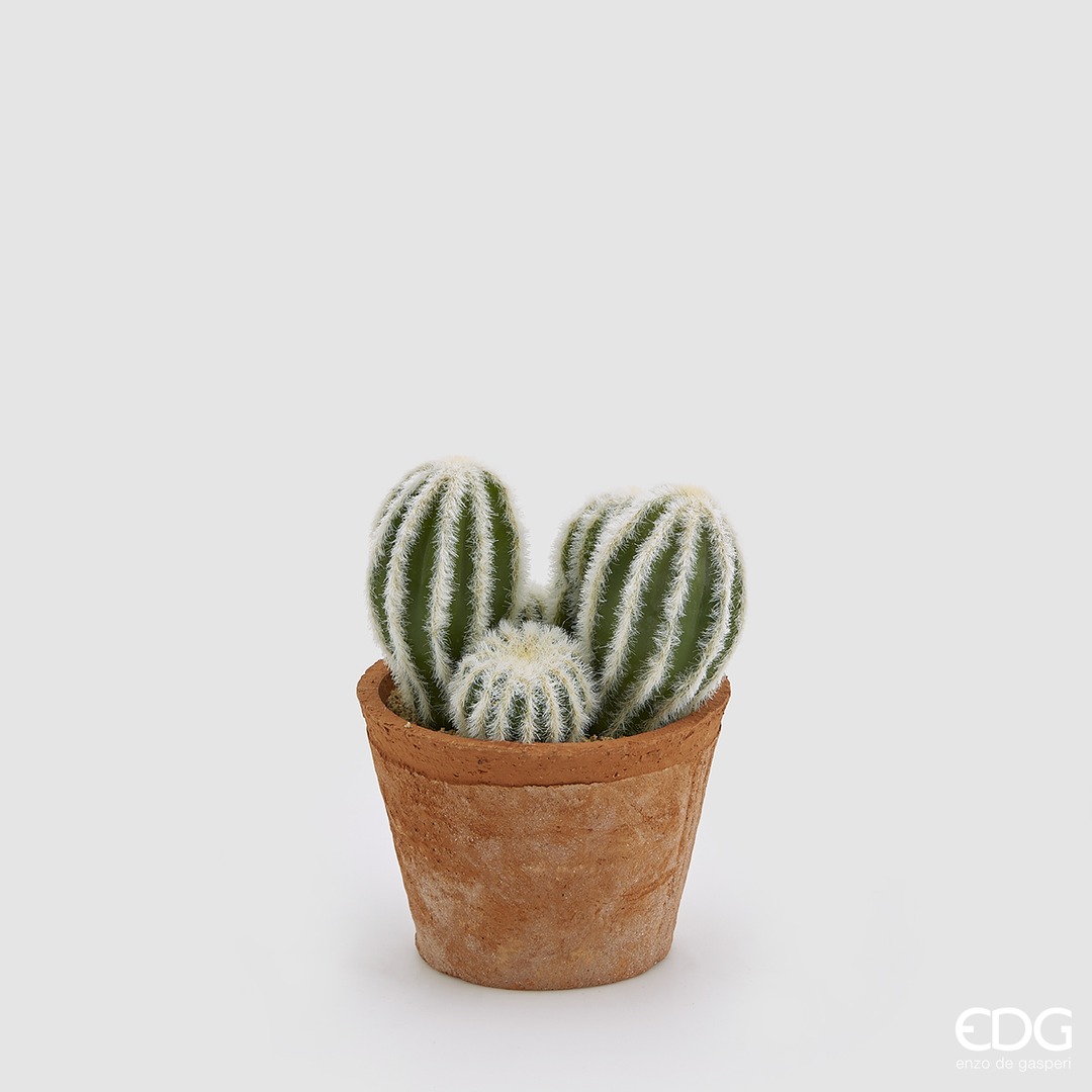 Cactus da 5 - immagine 2