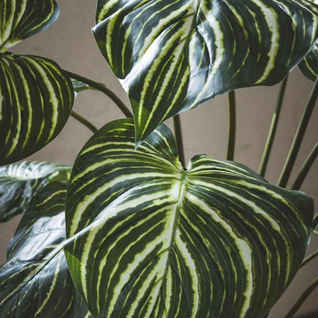 Calathea con vaso 100 cm - immagine 2