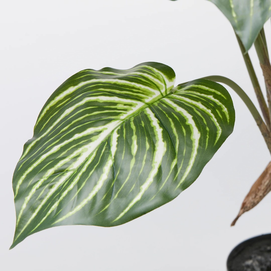 Calathea con vaso 100 cm - immagine 4