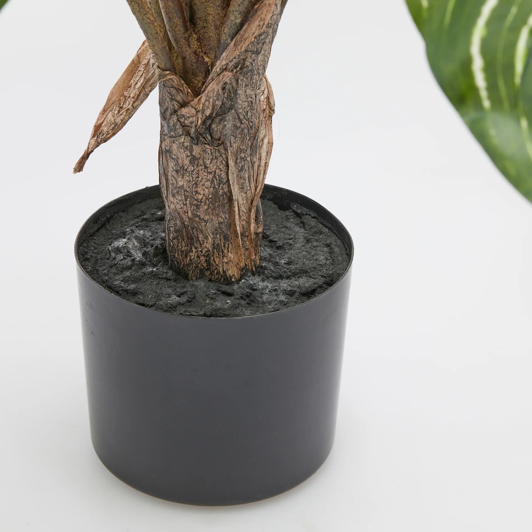 Calathea con vaso 100 cm - immagine 3