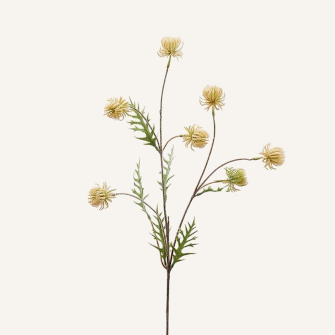 Ramo di Carlina sfumata - immagine 2