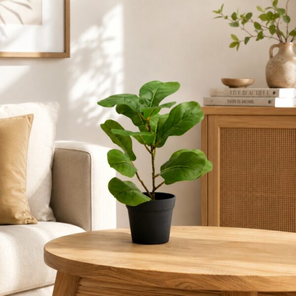 Ficus Lyrata con vaso