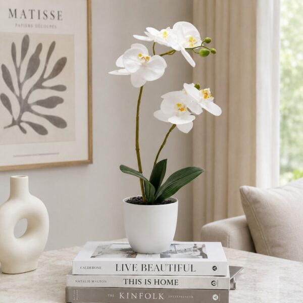 Orchidea Phalaenopsis bianca 50 cm
