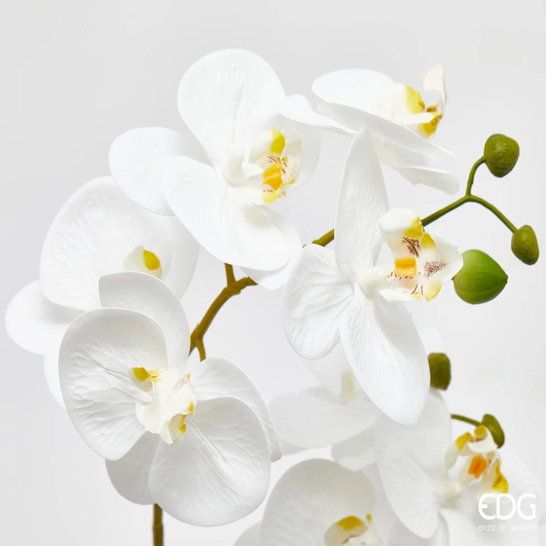 Orchidea Phalaenopsis bianca 50 cm - immagine 3