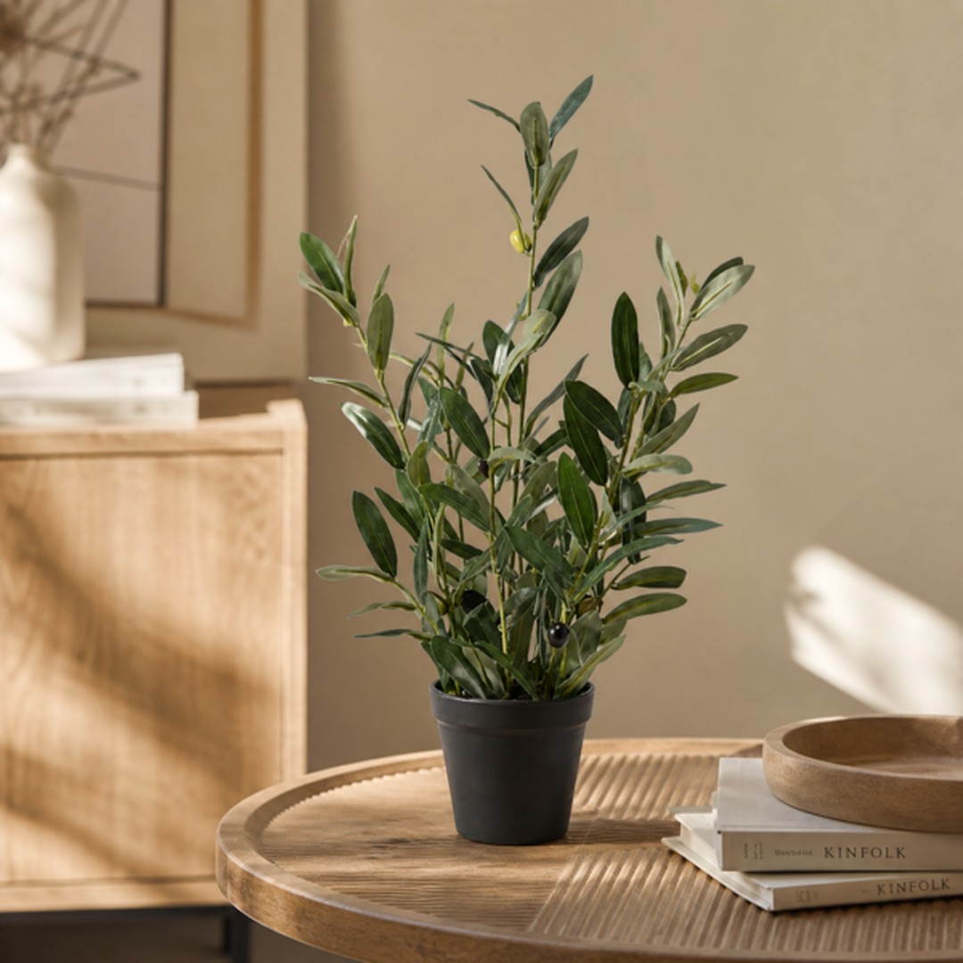 Pianta di Olivo alberello 43 cm