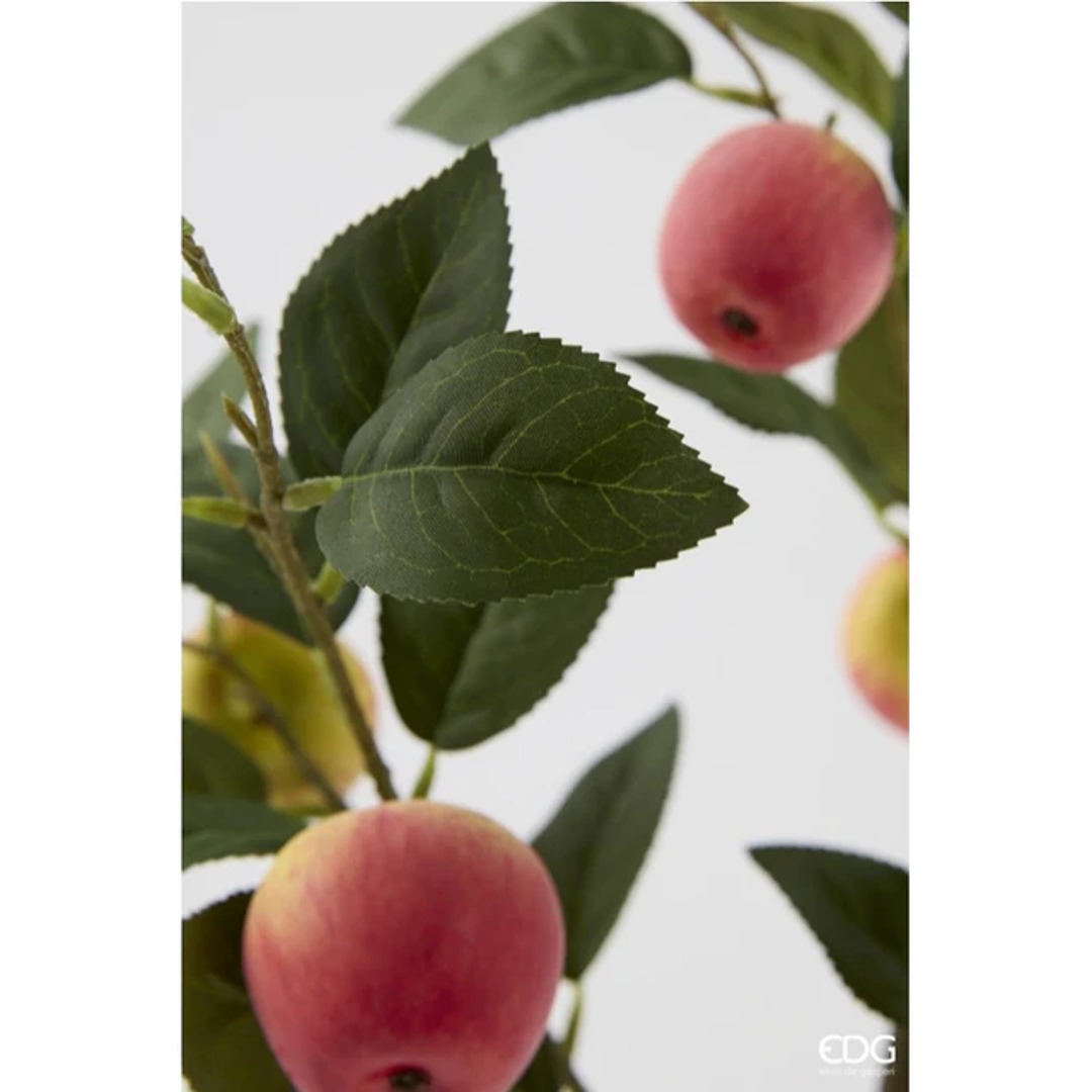 Pianta di mele 60 cm - immagine 2