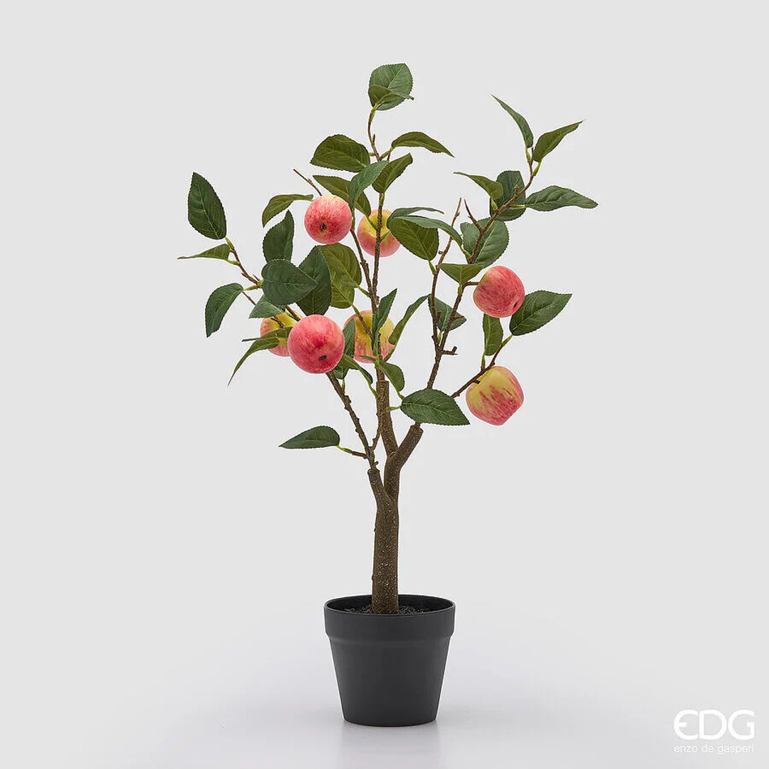 Pianta di mele 60 cm - immagine 3