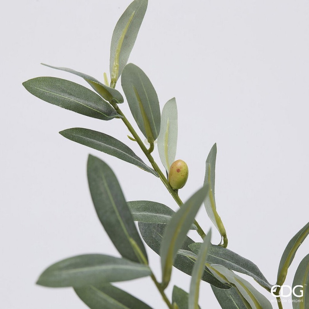 Pianta di Olivo 65 cm - immagine 2