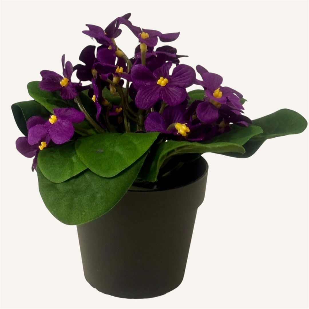 Violetta Viola - immagine 2