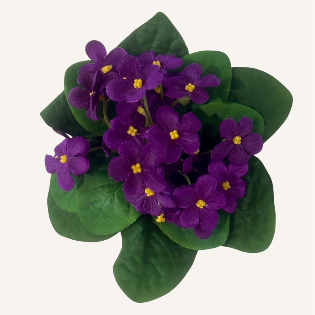 Violetta Viola - immagine 3