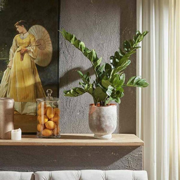 Zamifolia con vaso