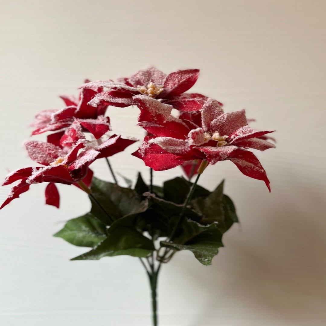 Stella di natale rossa - immagine 2