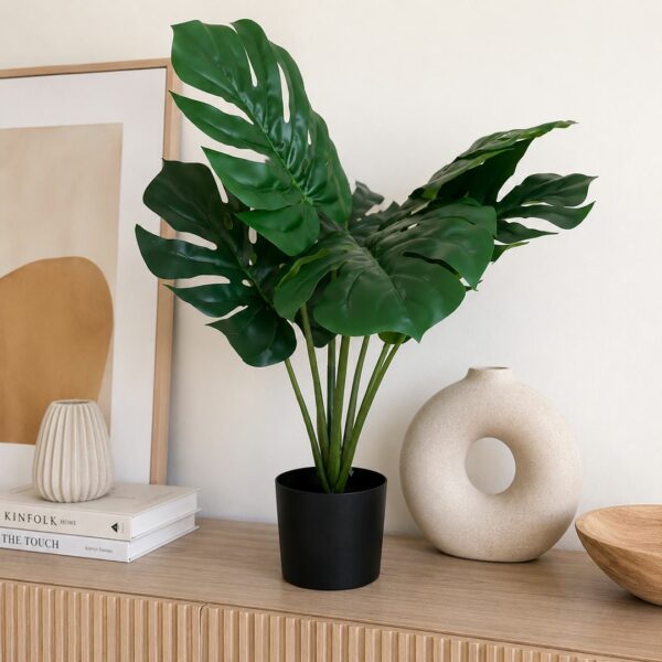 Monstera con vaso 50 cm
