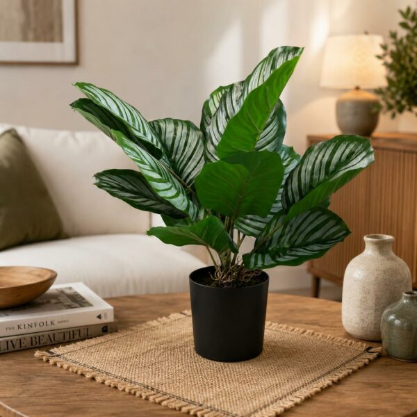 Calathea con vaso 48 cm