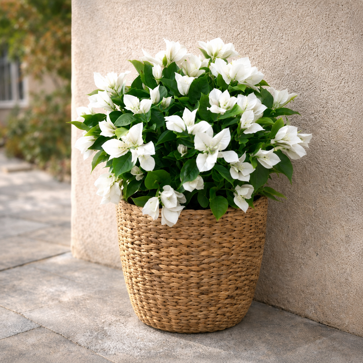 Bouganville Bianca cadente anti UV