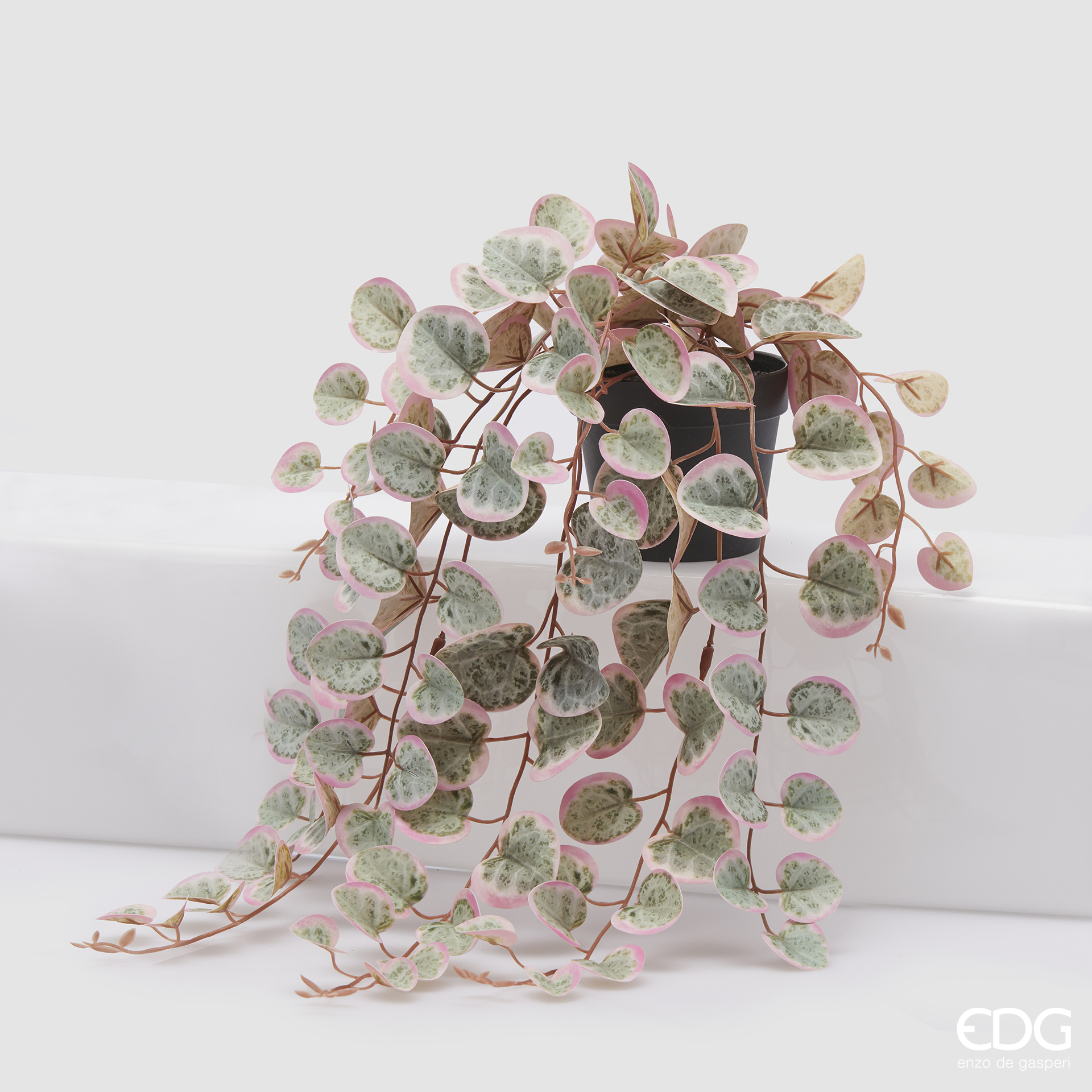 Vaso di Ceropegia pendente - immagine 2