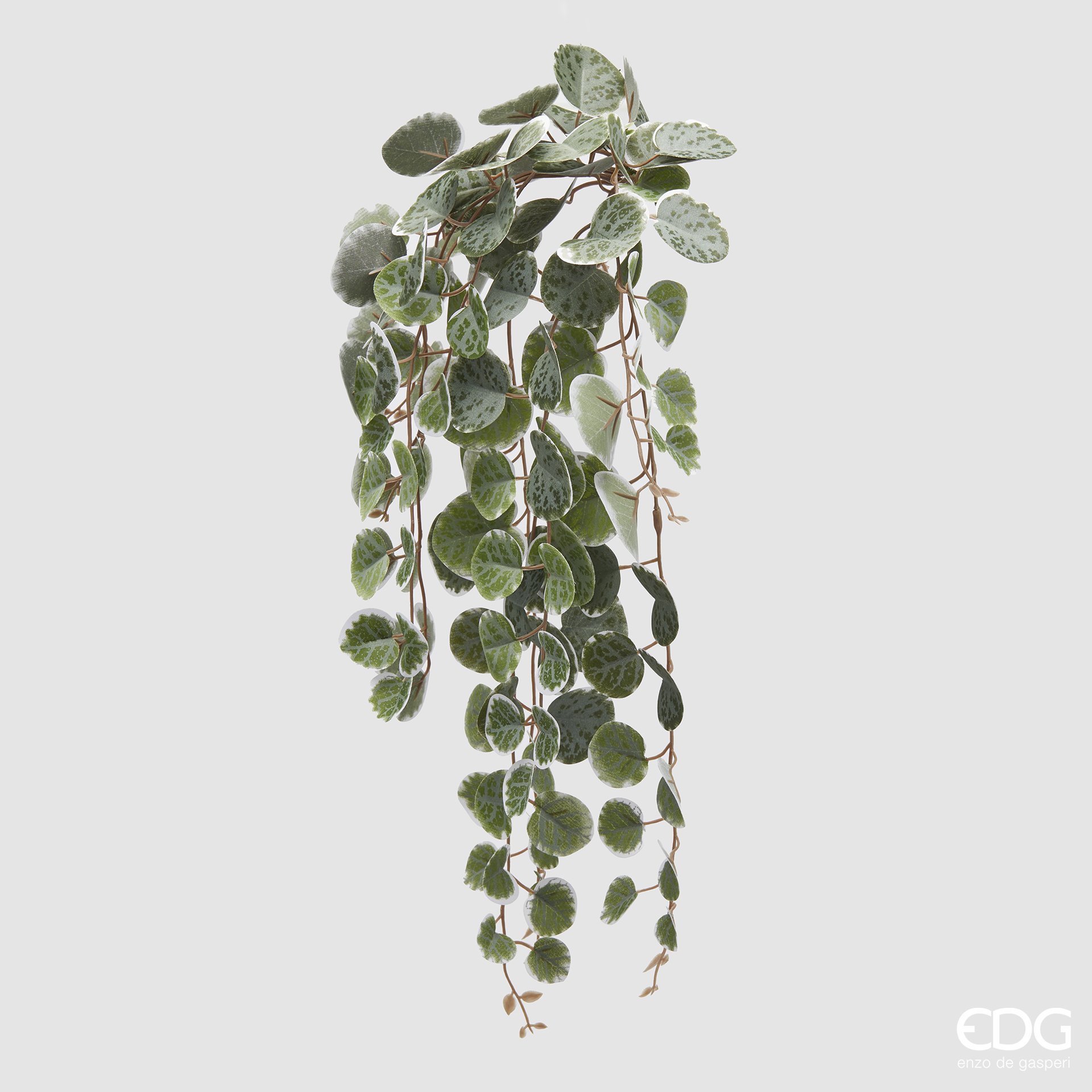 Cespuglio di Ceropegia pendente - immagine 2