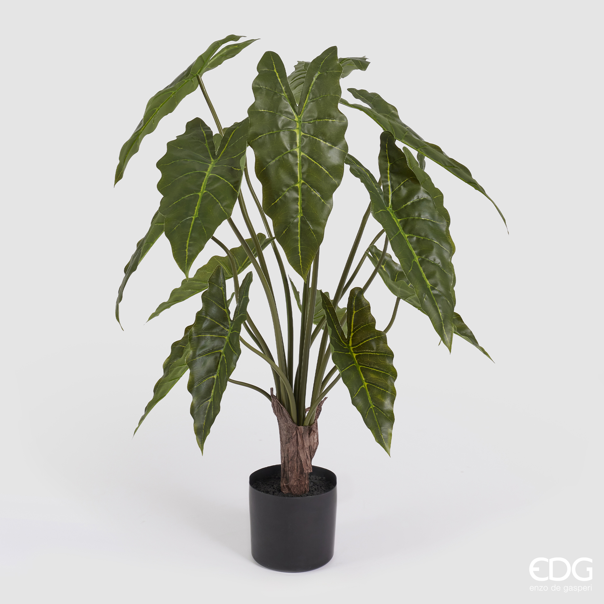 Alocasia con vaso 90 cm - immagine 2
