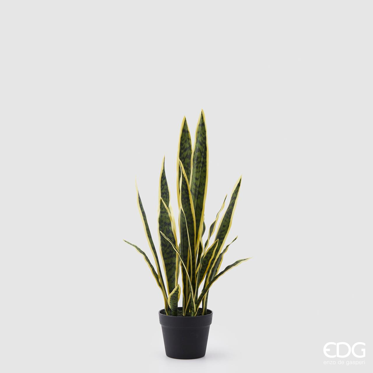 Sanseveria con vaso 70 cm - immagine 2